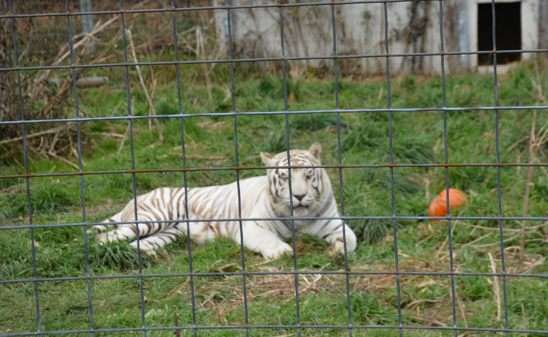 103119-star-news-cats15.jpg